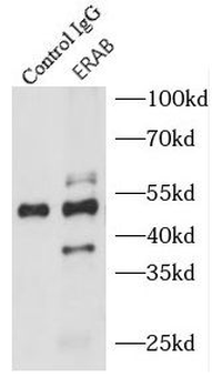 HSD17B10 Antibody