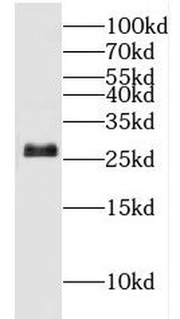 HSD17B10 Antibody