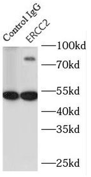 ERCC2 Antibody