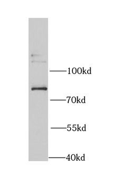 ERCC3 Antibody