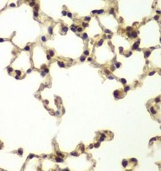 ERCC3 Antibody
