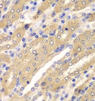ERGIC2 Rabbit Polyclonal Antibody
