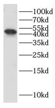 ERI1 Rabbit Polyclonal Antibody
