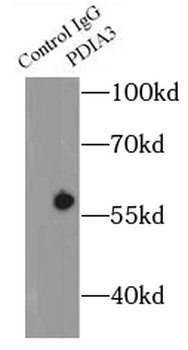 PDIA3 Antibody