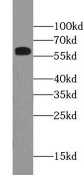 PDIA3 Antibody