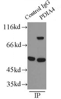 PDIA4 Rabbit Polyclonal Antibody