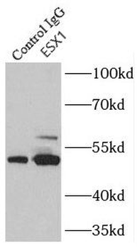 ESX1 Rabbit Polyclonal Antibody