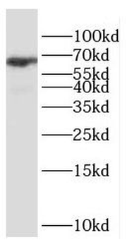 ESX1 Rabbit Polyclonal Antibody