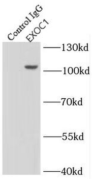 EXOC1 Rabbit Polyclonal Antibody