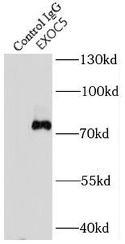 EXOC5 Rabbit Polyclonal Antibody