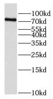 EXOC5 Rabbit Polyclonal Antibody