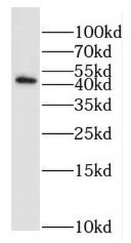 EXOG Antibody