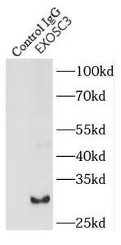 EXOSC3 Rabbit Polyclonal Antibody