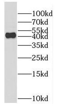 F2RL3 Rabbit Polyclonal Antibody