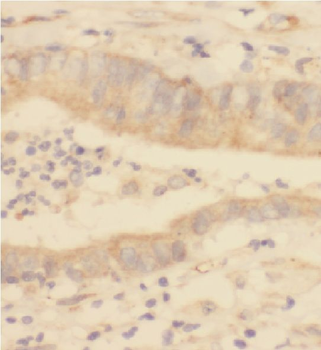 F2RL3 Rabbit Polyclonal Antibody