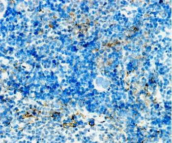ADGRE1 Antibody