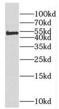 F7 Rabbit Polyclonal Antibody