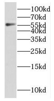 F9 Rabbit Polyclonal Antibody