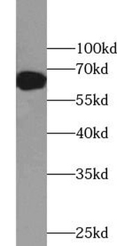 FAAH Rabbit Polyclonal Antibody