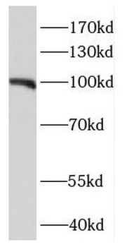 NIBAN2 Rabbit Polyclonal Antibody