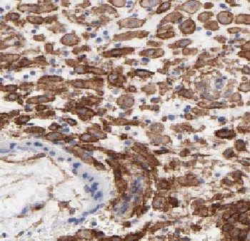 NIBAN2 Rabbit Polyclonal Antibody