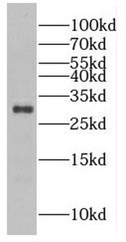 FAM3D Rabbit Polyclonal Antibody