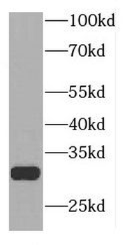 TLCD3B Rabbit Polyclonal Antibody