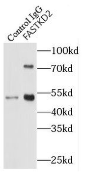 FASTKD2 Rabbit Polyclonal Antibody