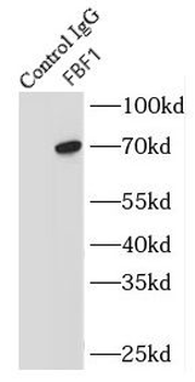 FBF1 Antibody