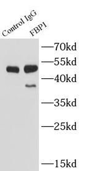 FBP1 Rabbit Polyclonal Antibody