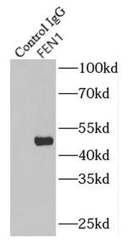 FEN1 Rabbit Polyclonal Antibody