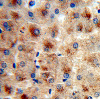 FETUB Rabbit Polyclonal Antibody
