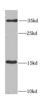 FGF1 Antibody