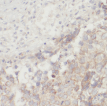FGF8 Antibody