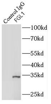 FGL1 Rabbit Polyclonal Antibody