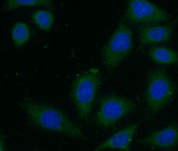 FBLN5 Mouse Monoclonal Antibody