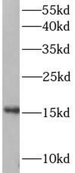 FIS1 Antibody