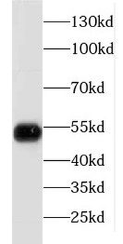 FKBP5 Antibody