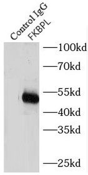 FKBPL Antibody