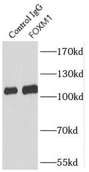 FOXM1 Antibody