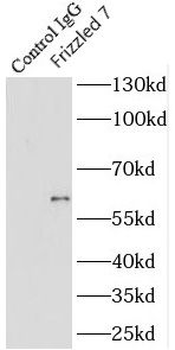 FZD7 Rabbit Polyclonal Antibody