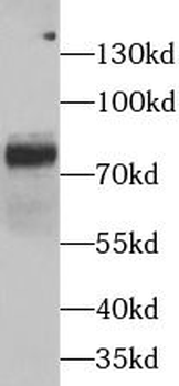 FURIN Antibody
