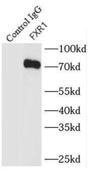 FXR1 Rabbit Polyclonal Antibody
