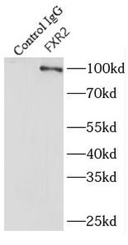 FXR2 Antibody