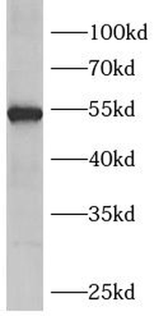 FZR1 Antibody