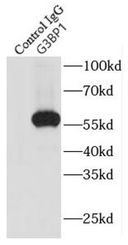 G3BP1 Rabbit Polyclonal Antibody