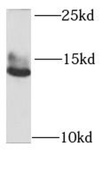 GABARAPL2 Rabbit Polyclonal Antibody