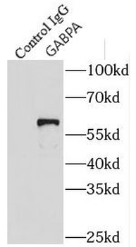 GABPA Antibody