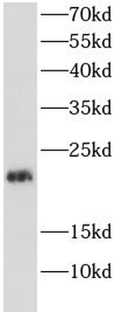 GADD45A Rabbit Polyclonal Antibody