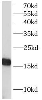 GADD45G Rabbit Polyclonal Antibody